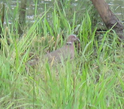 Sunda Collared-Dove - ML633587344