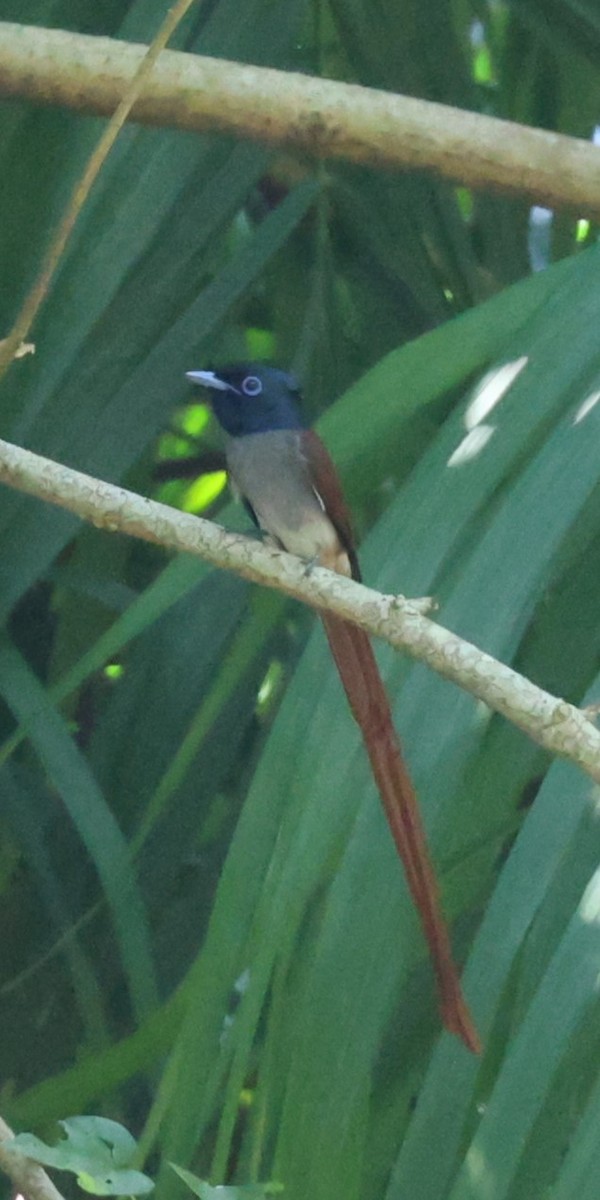 Amur Paradise-Flycatcher - ML633587349