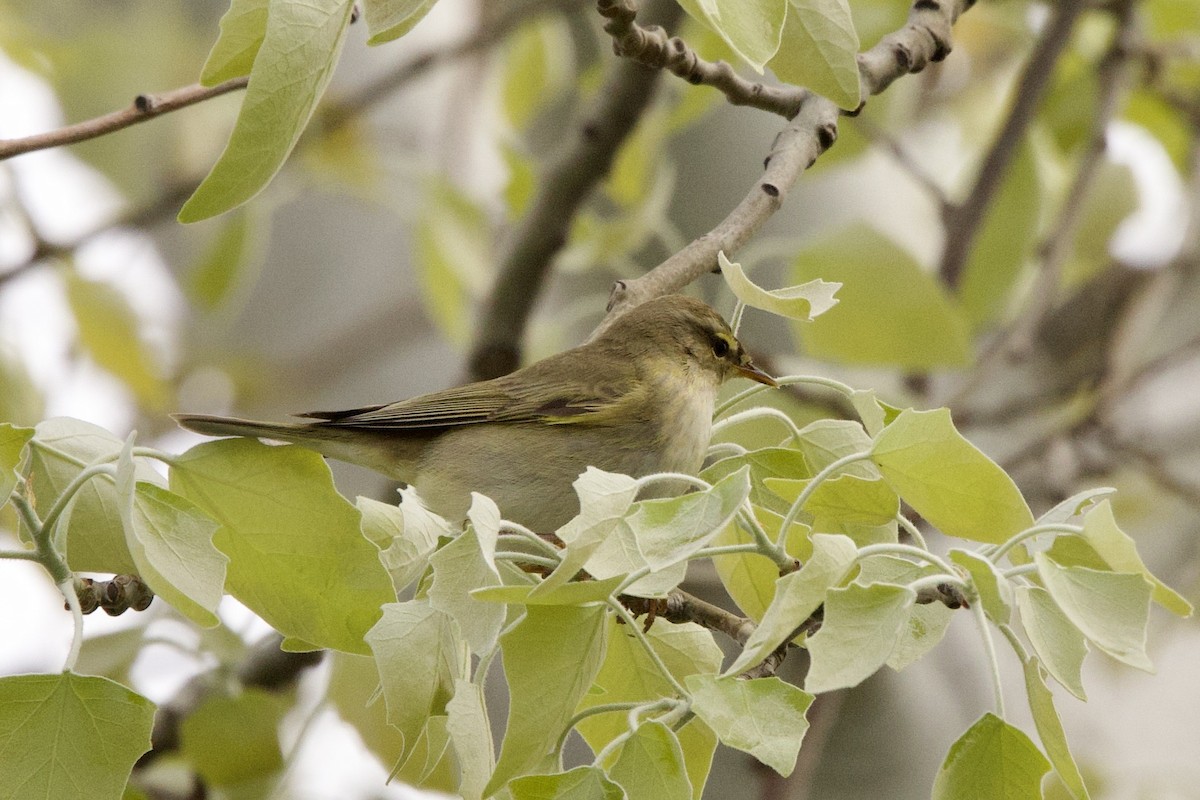 Willow Warbler - ML633587412