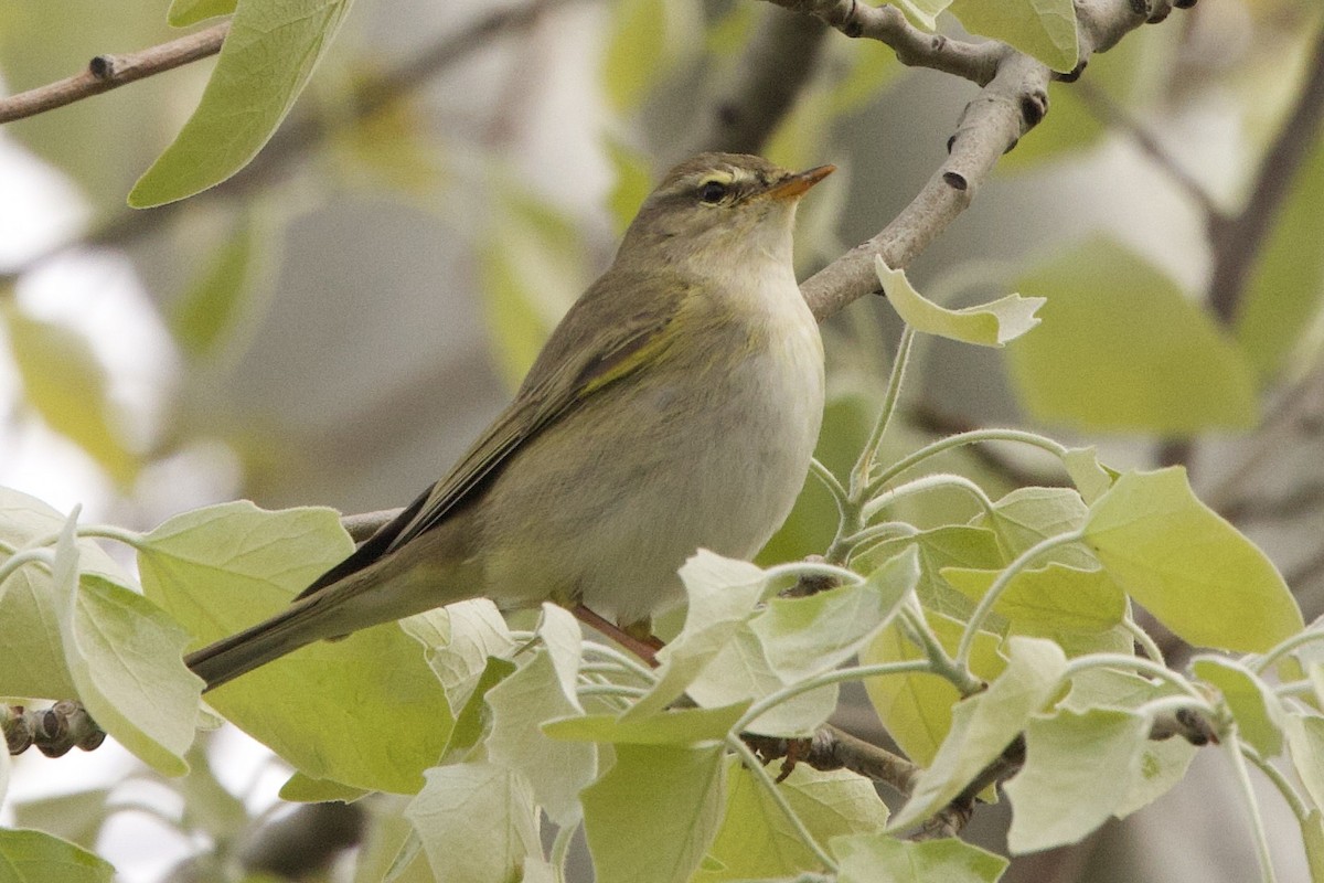 Willow Warbler - ML633587413