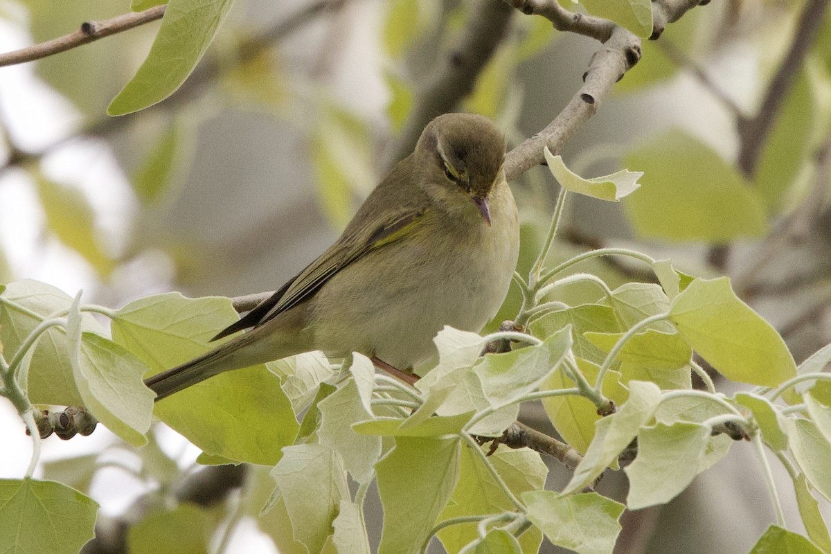 Willow Warbler - ML633587414