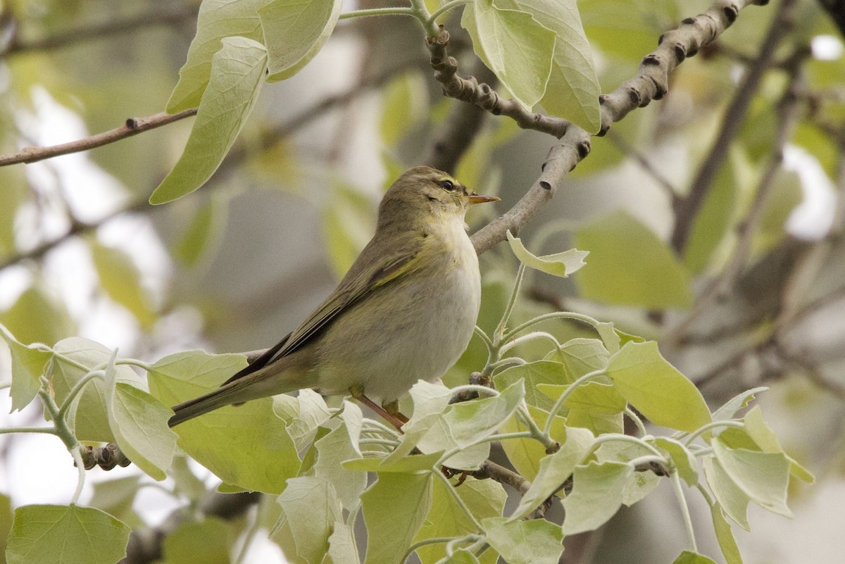 Willow Warbler - ML633587415