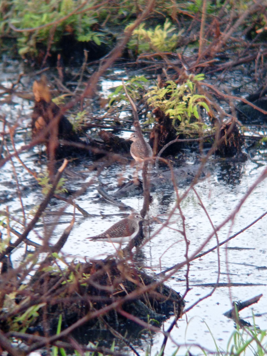 eremittsnipe - ML633587525