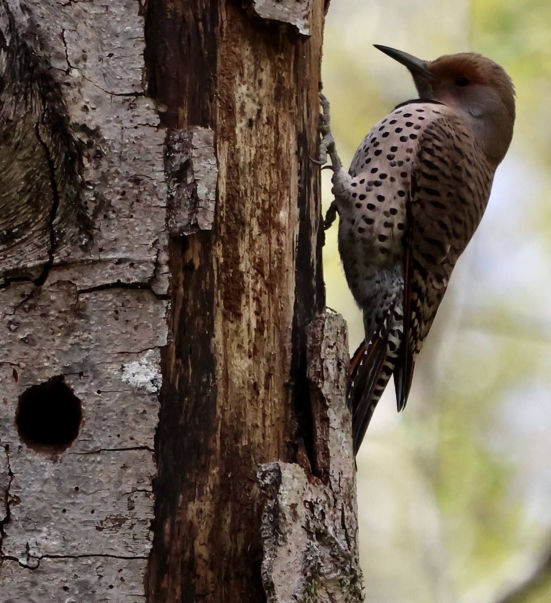 Northern Flicker (Red-shafted) - ML633587568