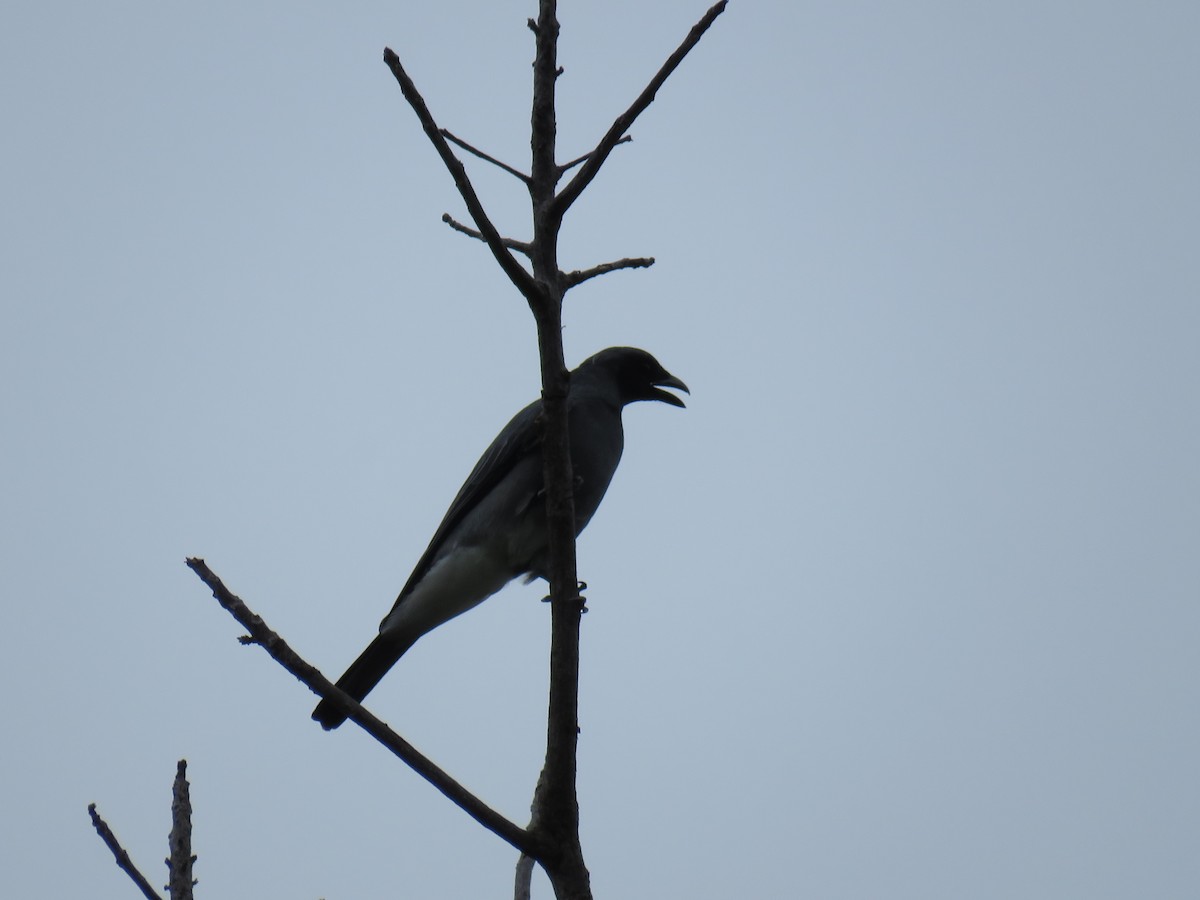 Wallacean Cuckooshrike - ML633587597
