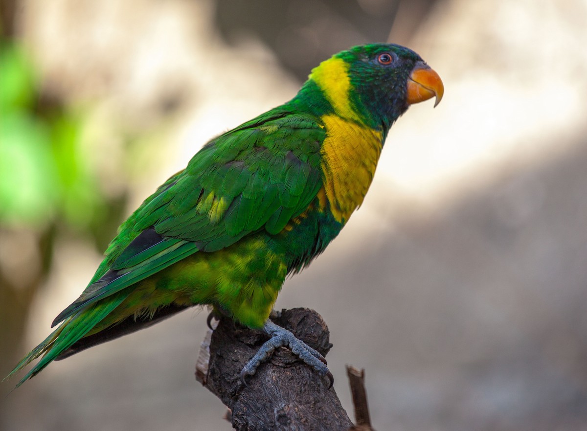 Marigold Lorikeet - ML63358761