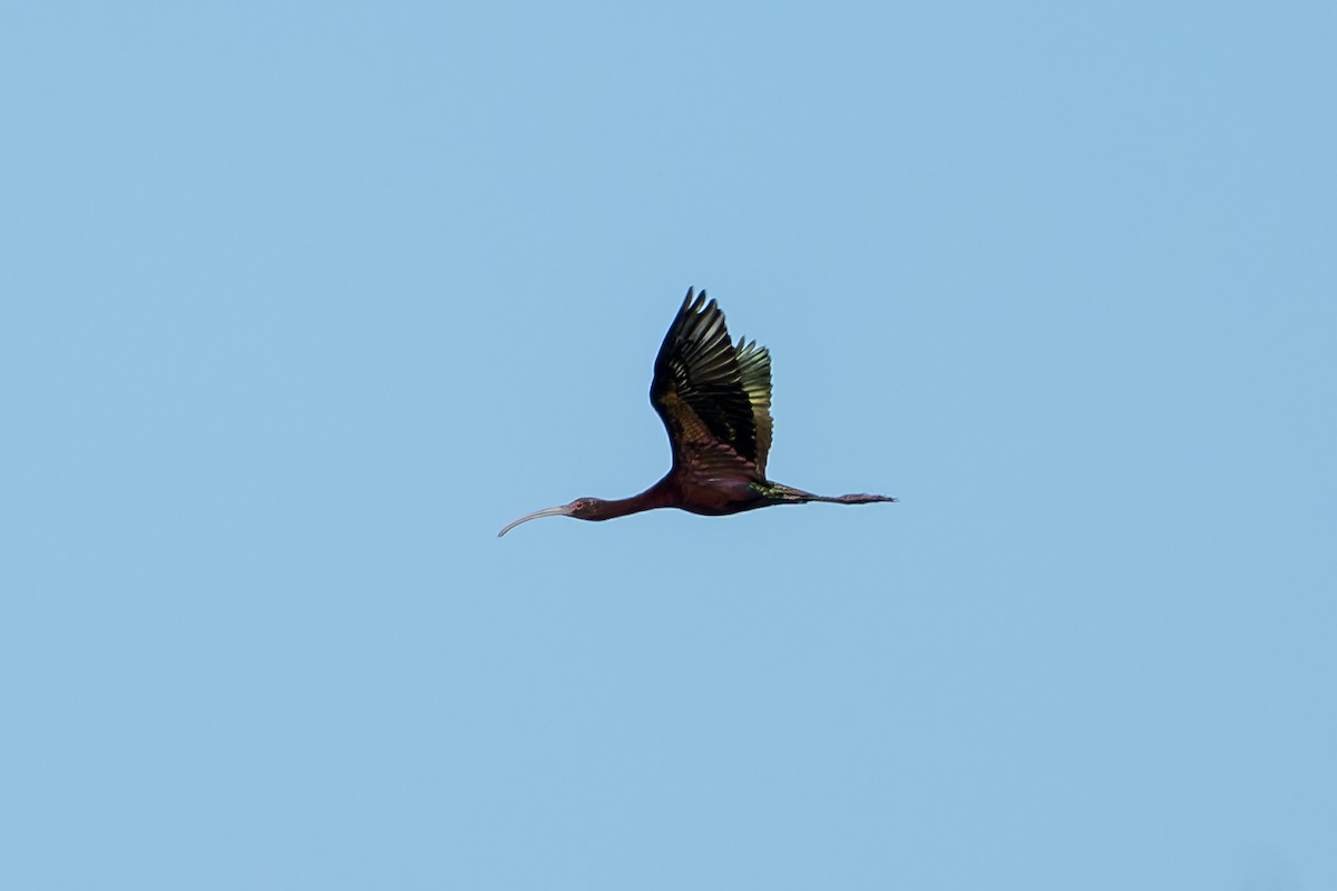 White-faced Ibis - ML633587884