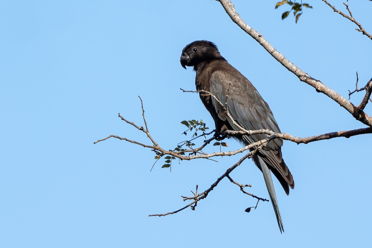 クロインコ - ML633587963