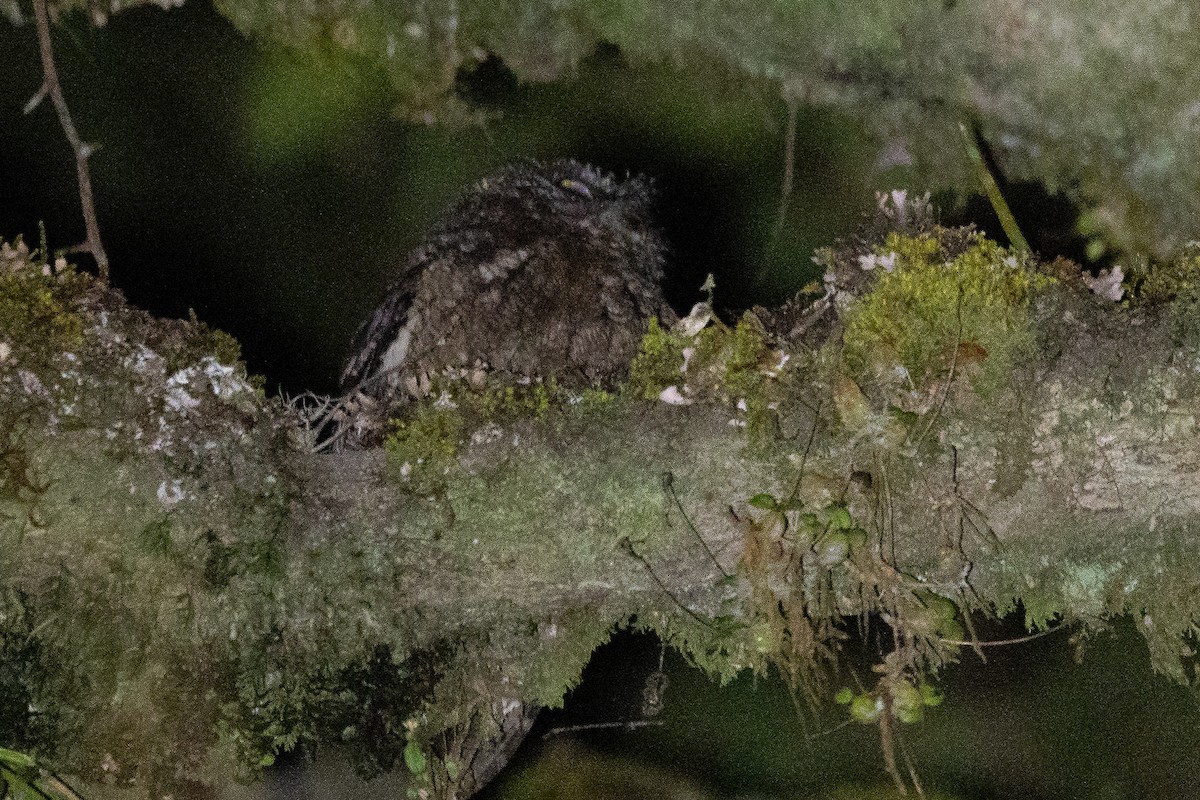 Comoro Scops-Owl - ML633587986