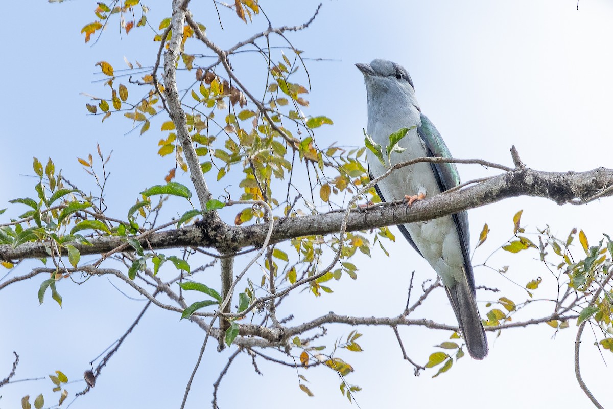 Cuckoo-roller - ML633587988