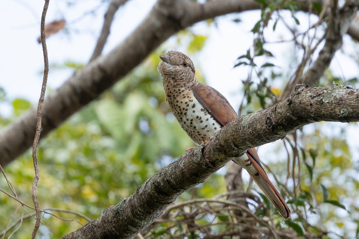 Cuckoo-roller - ML633587989