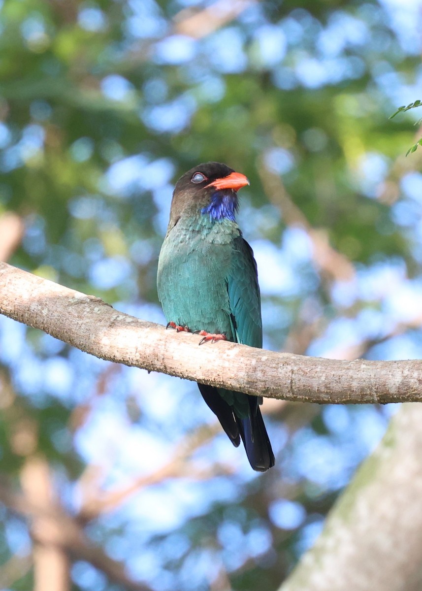 Dollarbird - ML633588157