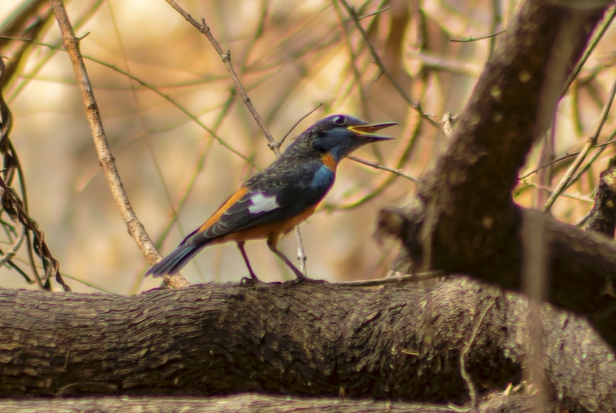 Blue-capped Rock-Thrush - ML633588179