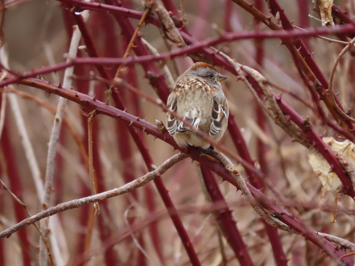 American Tree Sparrow - ML633588182
