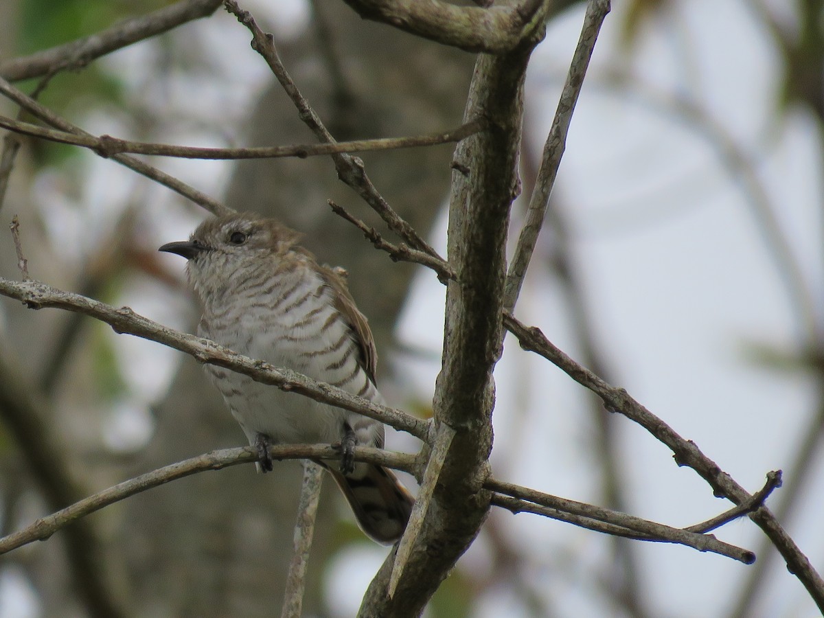 Horsfield's Bronze-Cuckoo - ML633588229