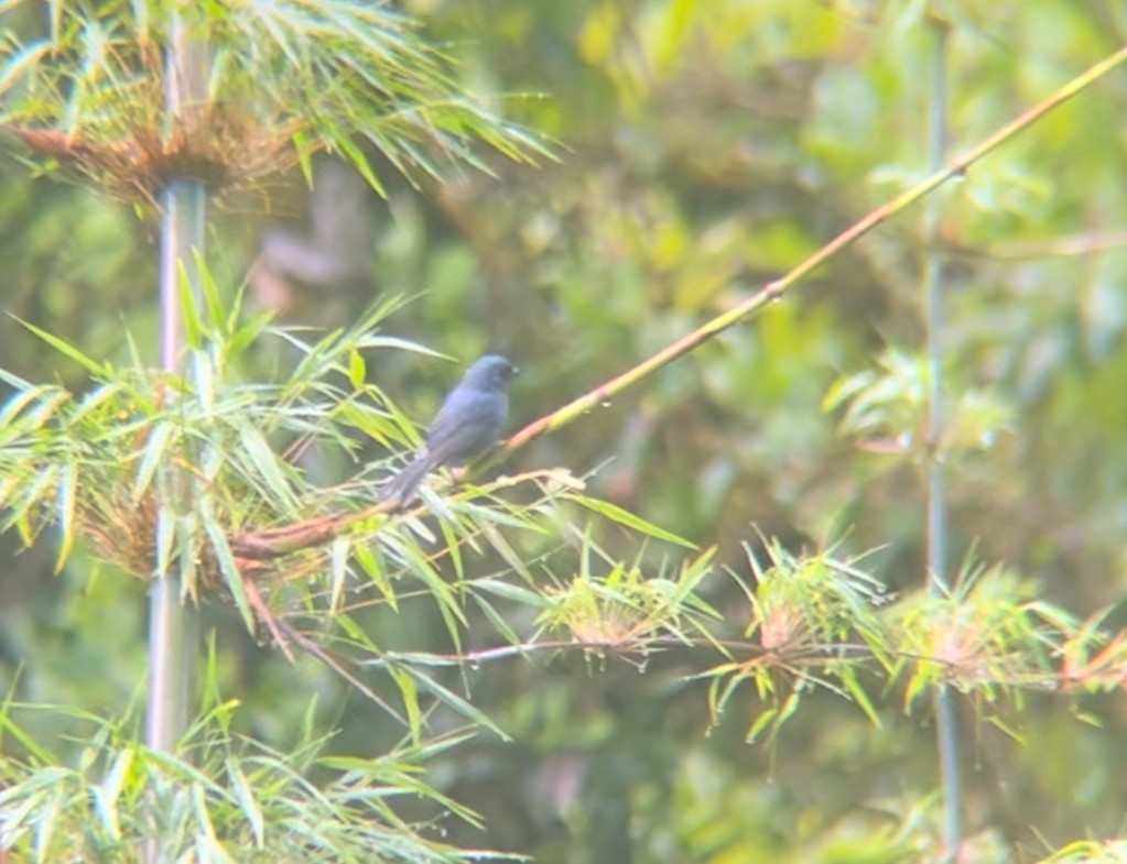Blue Seedeater - ML633588390