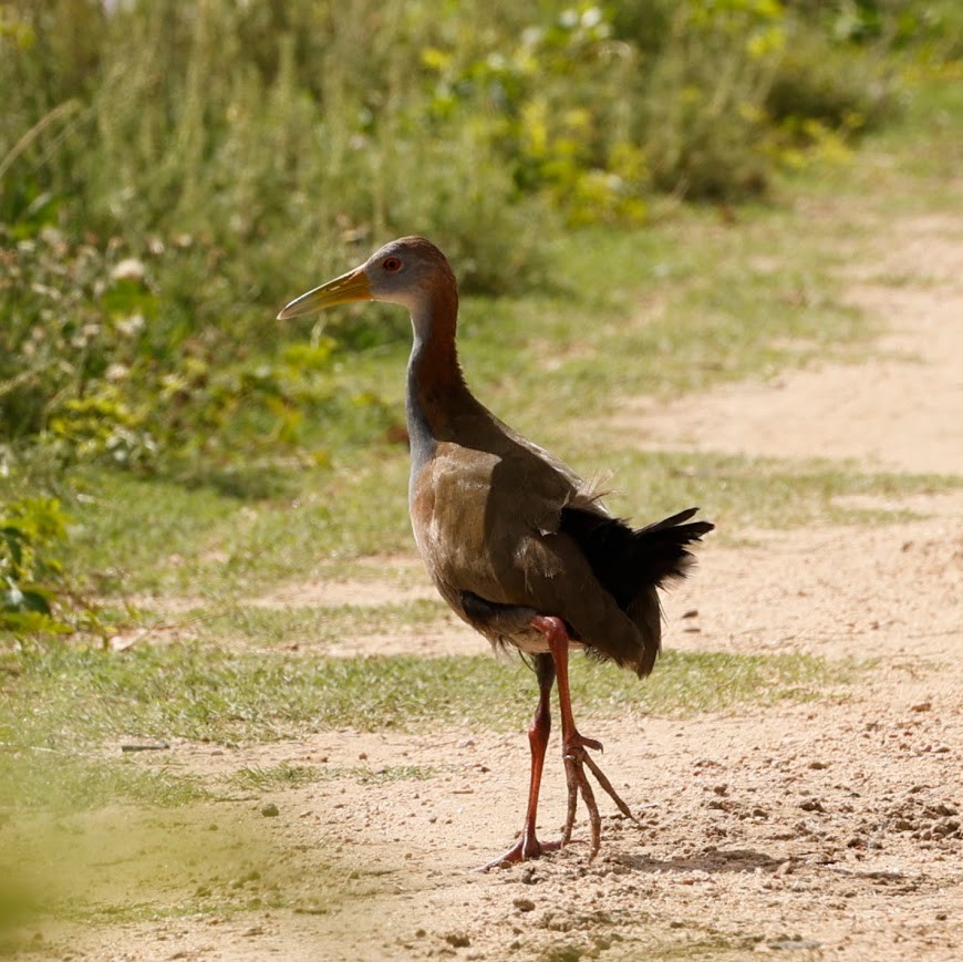 Giant Wood-Rail - ML633588477
