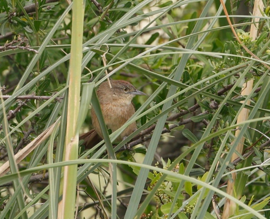 Freckle-breasted Thornbird - ML633588485
