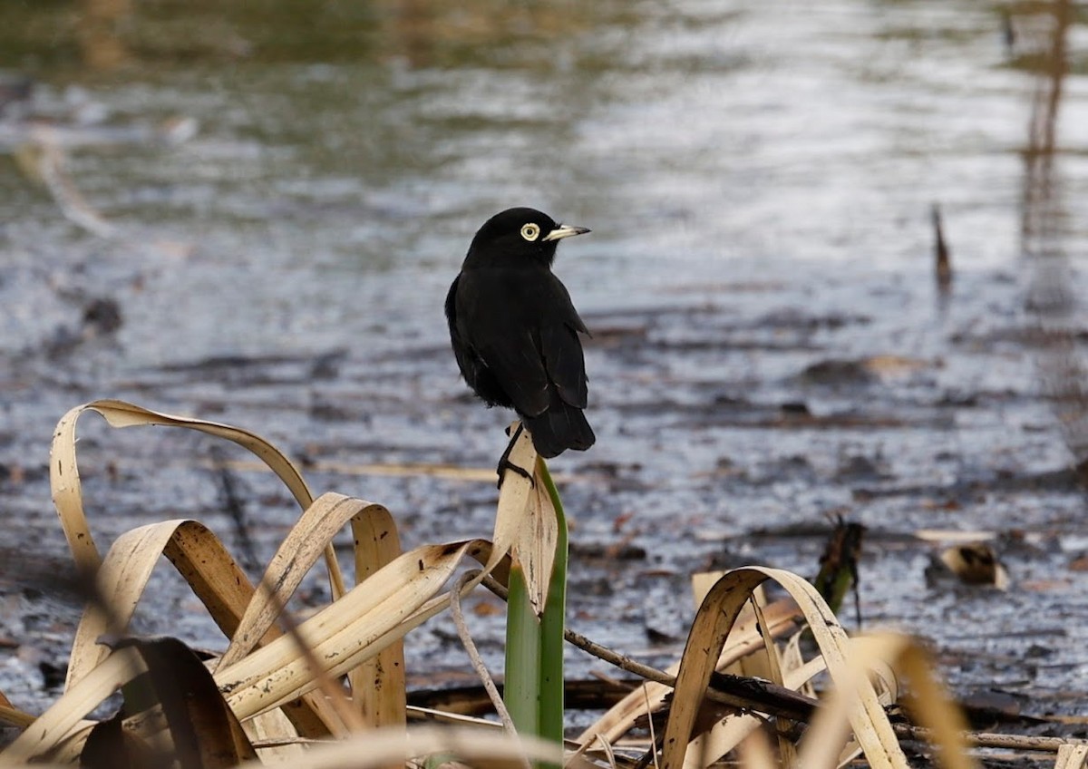 Spectacled Tyrant - ML633588493