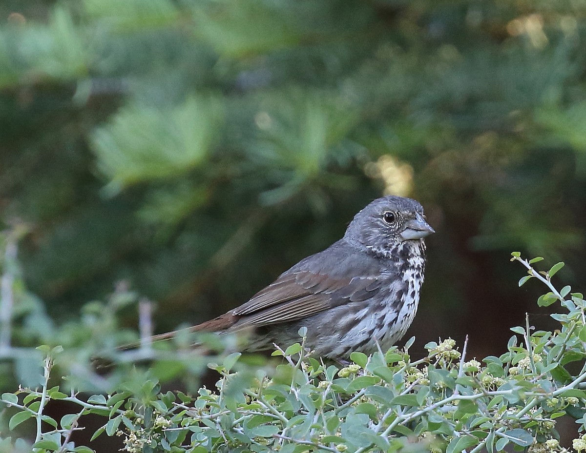 Fox Sparrow - ML63358851