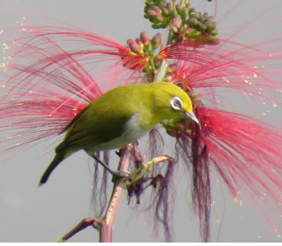 Ashy-bellied White-eye - ML633588549