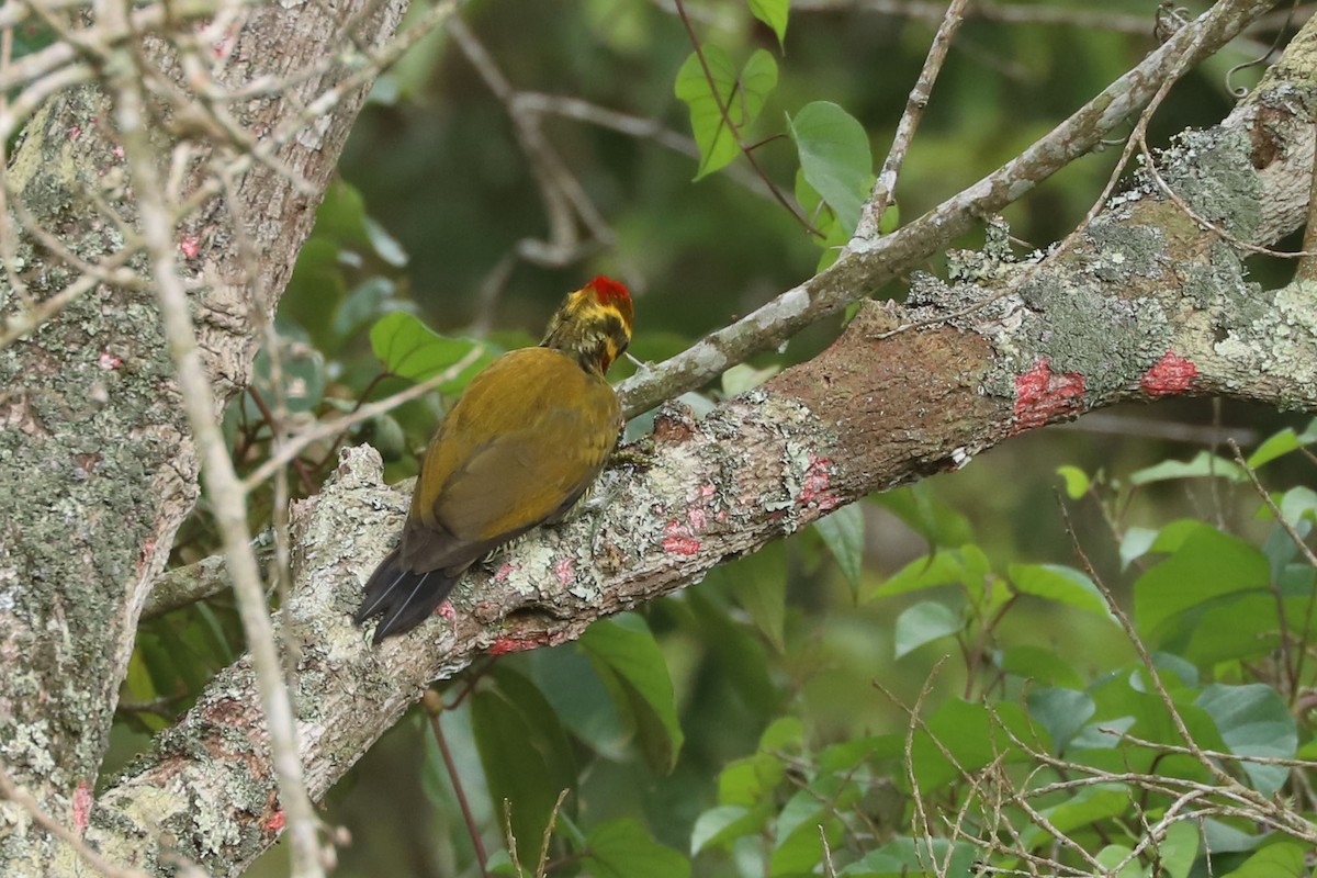 White-browed Woodpecker - ML633588550