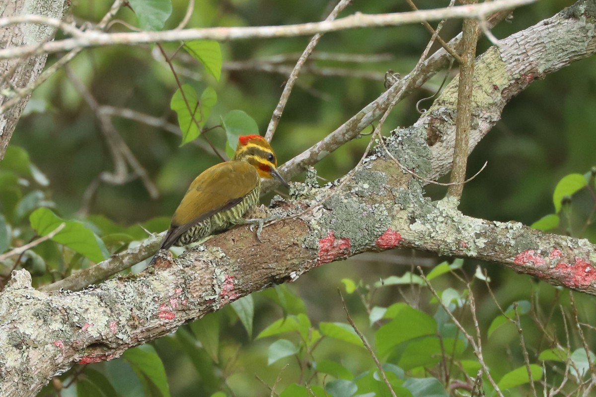 White-browed Woodpecker - ML633588551