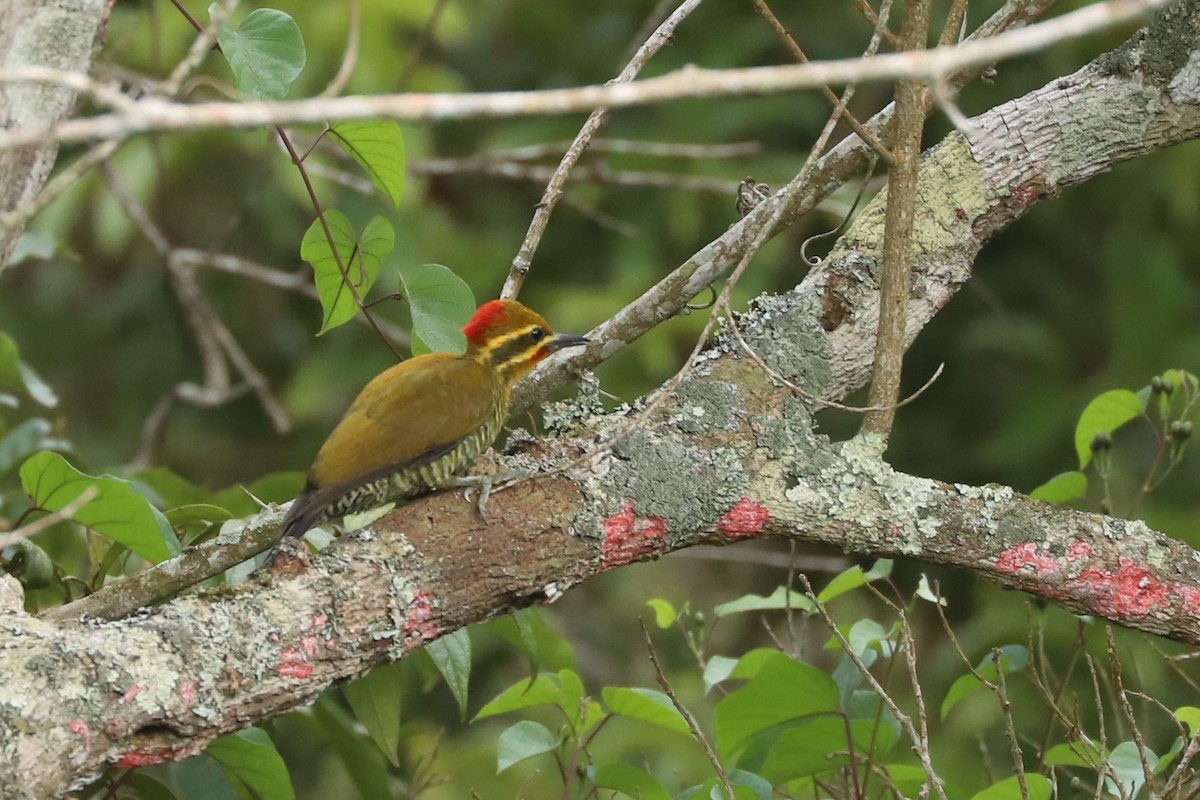 White-browed Woodpecker - ML633588552