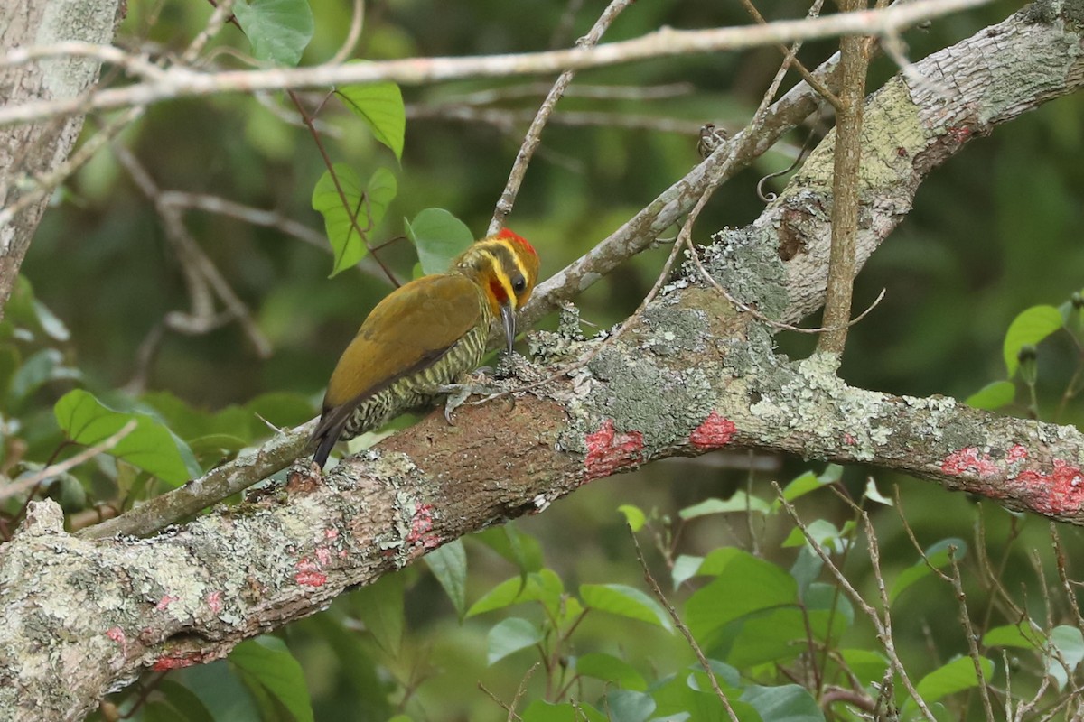 White-browed Woodpecker - ML633588553