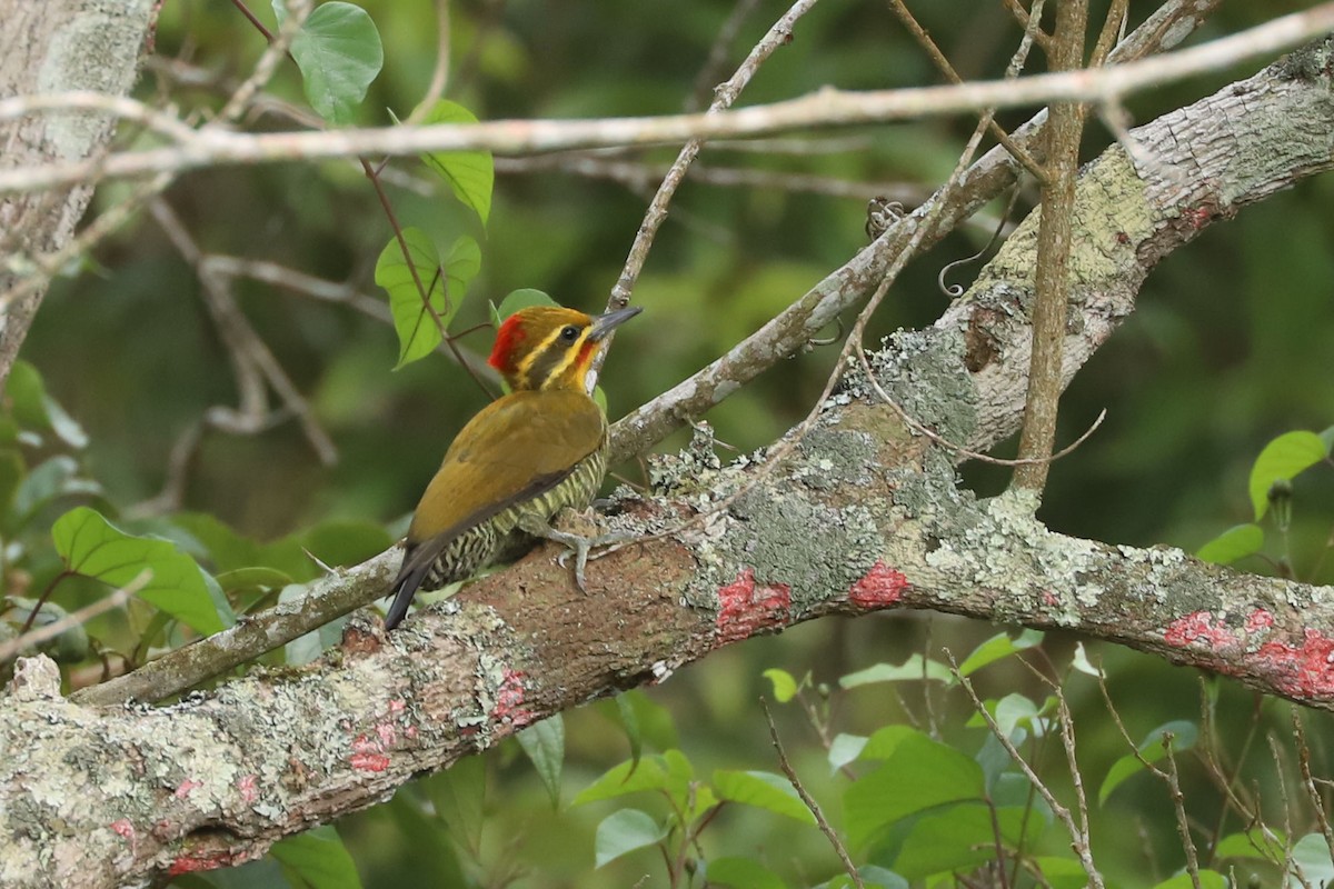 White-browed Woodpecker - ML633588554