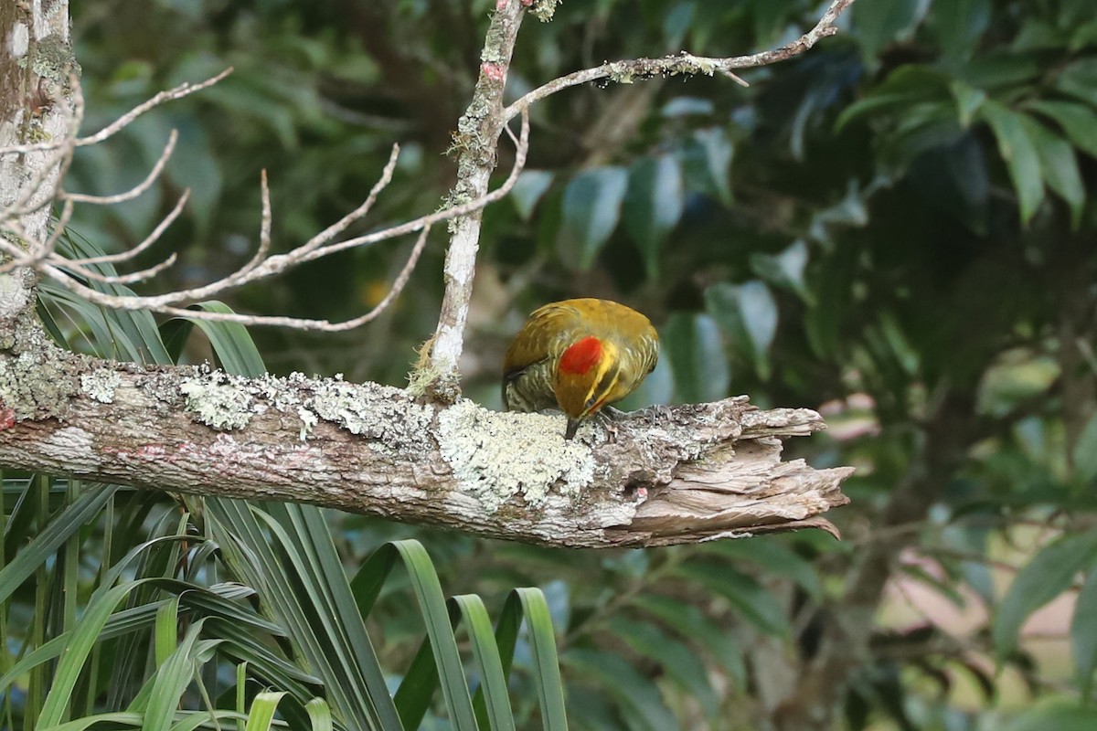 White-browed Woodpecker - ML633588555