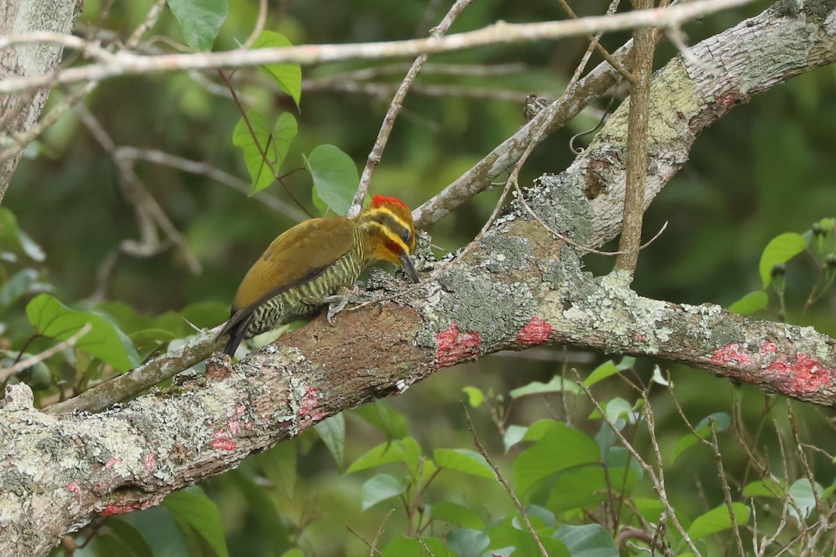 White-browed Woodpecker - ML633588556