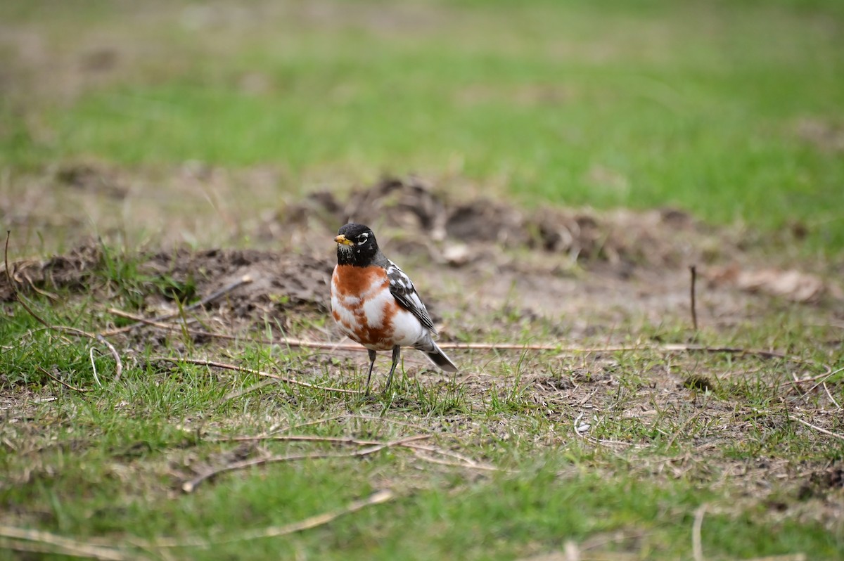 American Robin - ML633588567