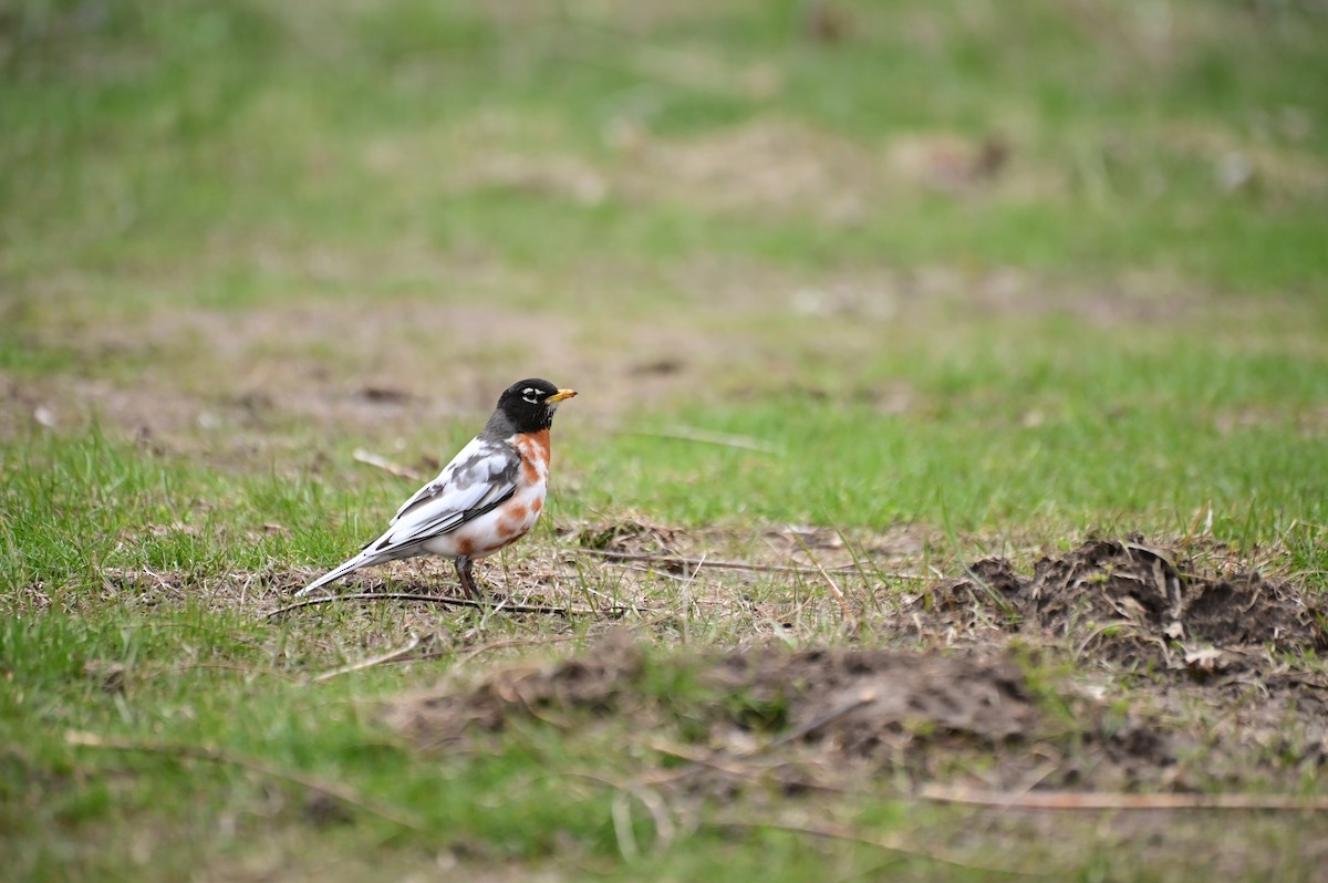 American Robin - ML633588576