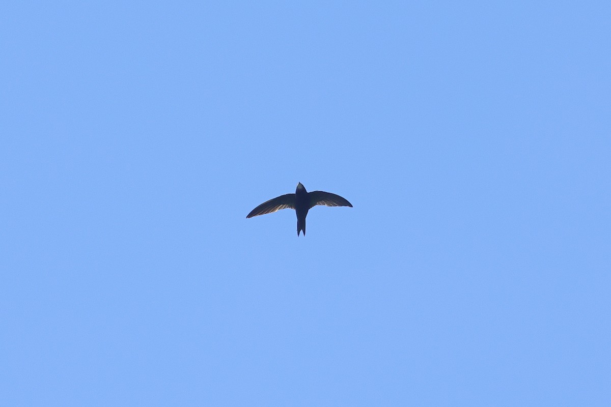 ミナミクロアマツバメ - ML633588595