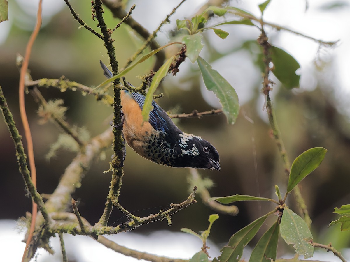 Spangle-cheeked Tanager - ML633588705