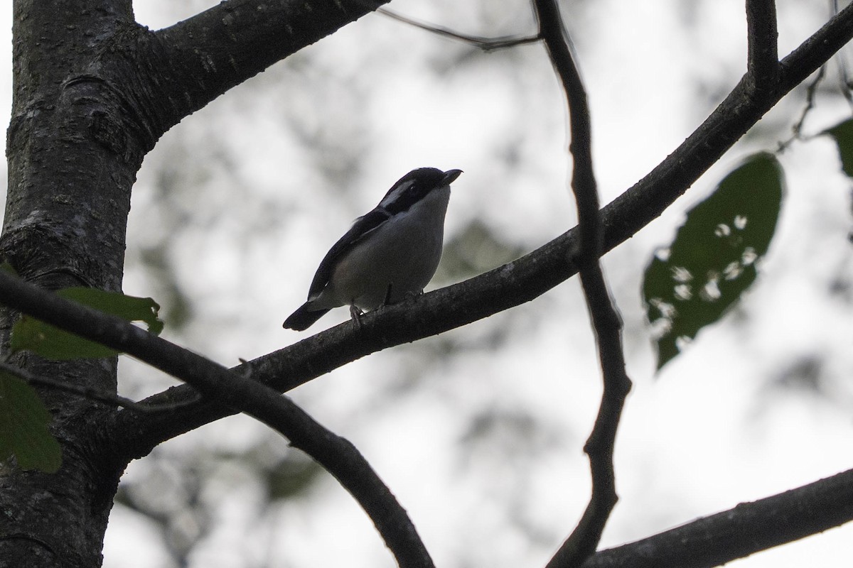 White-browed Shrike-Babbler - ML633588728