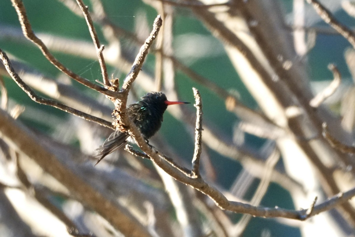 Turquoise-crowned Hummingbird - ML633588817