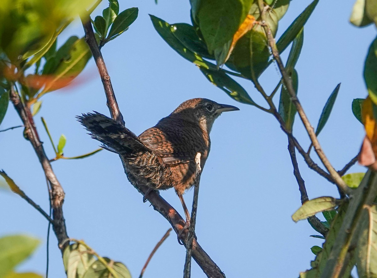 Zapata Wren - ML633588875