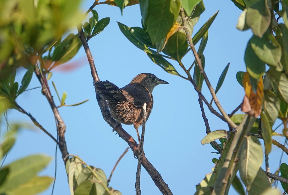 Zapata Wren - ML633588876