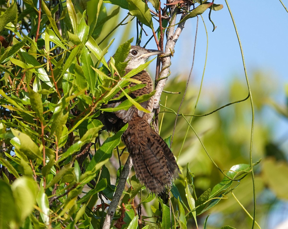 Zapata Wren - ML633588877