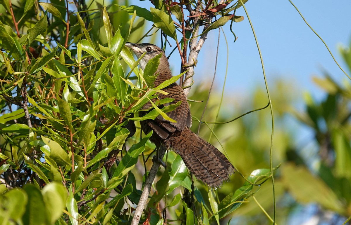 Zapata Wren - ML633588878
