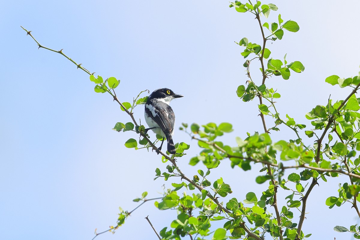 Eastern Black-headed Batis - ML633588880