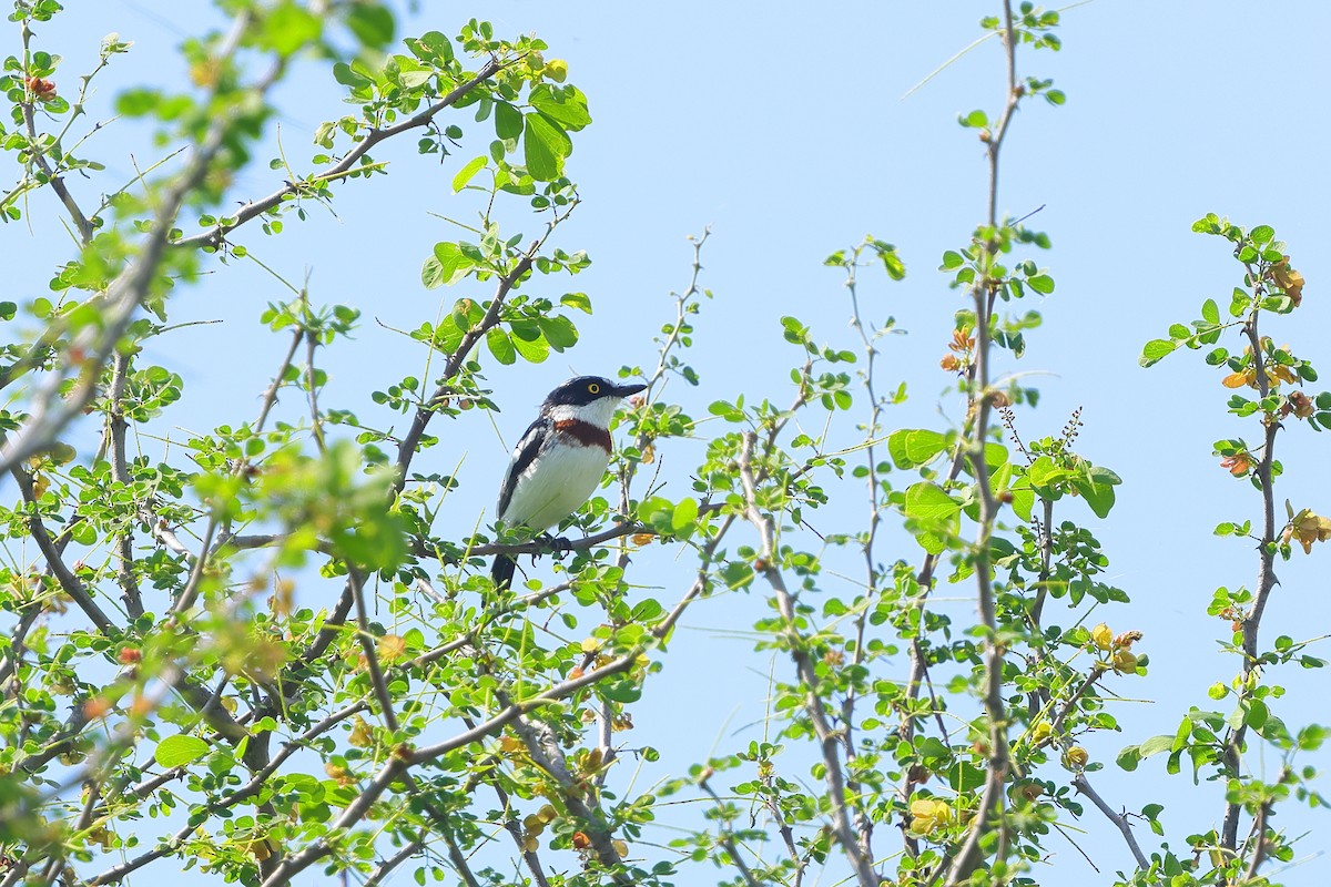 Eastern Black-headed Batis - ML633588881