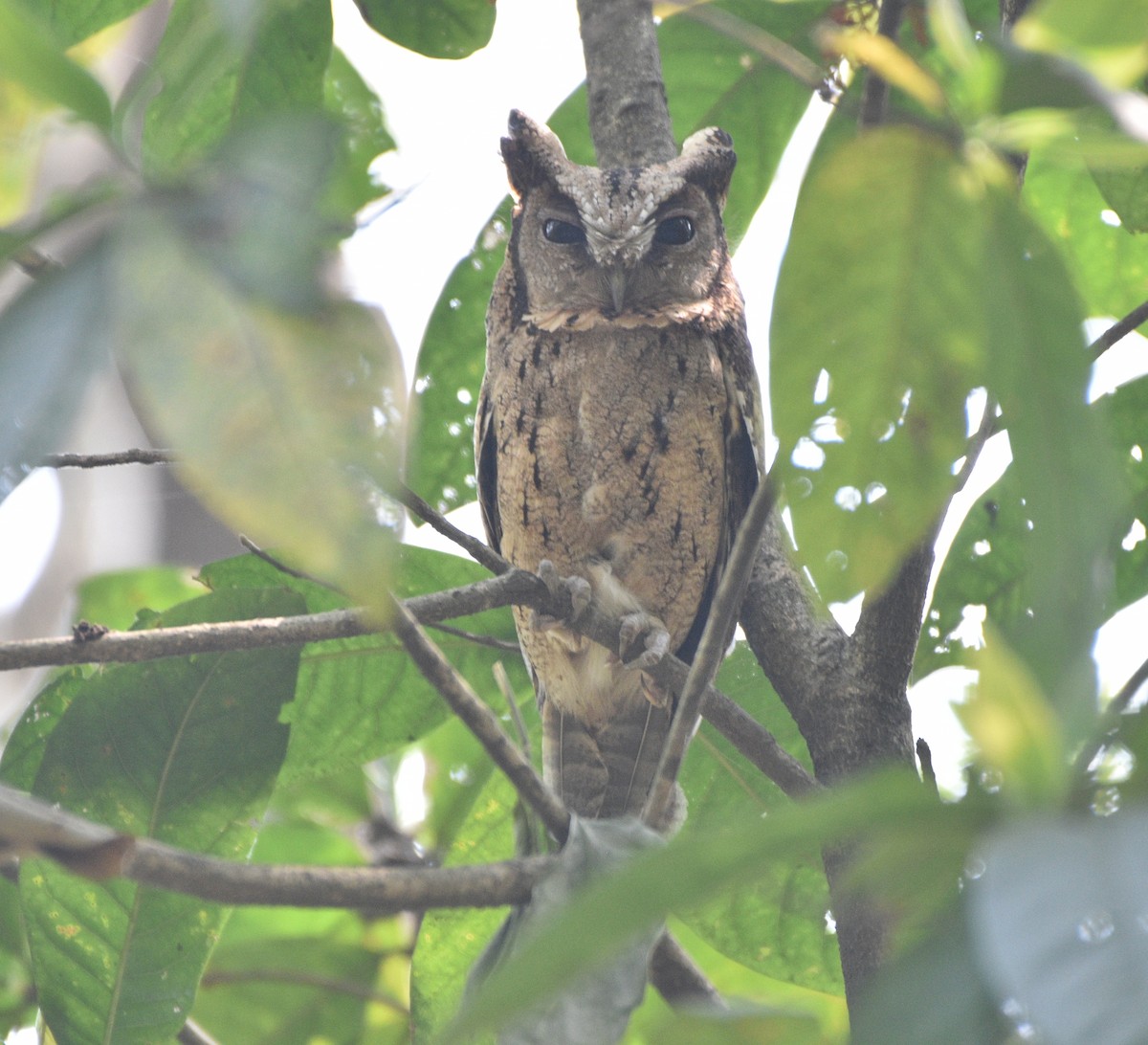 Collared Scops-Owl - ML633588938