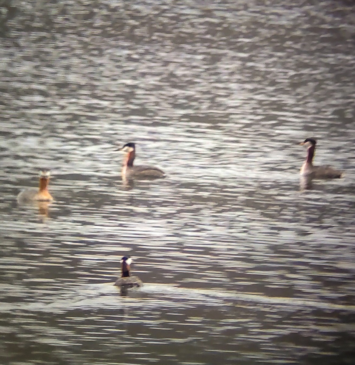 Red-necked Grebe - ML633589013