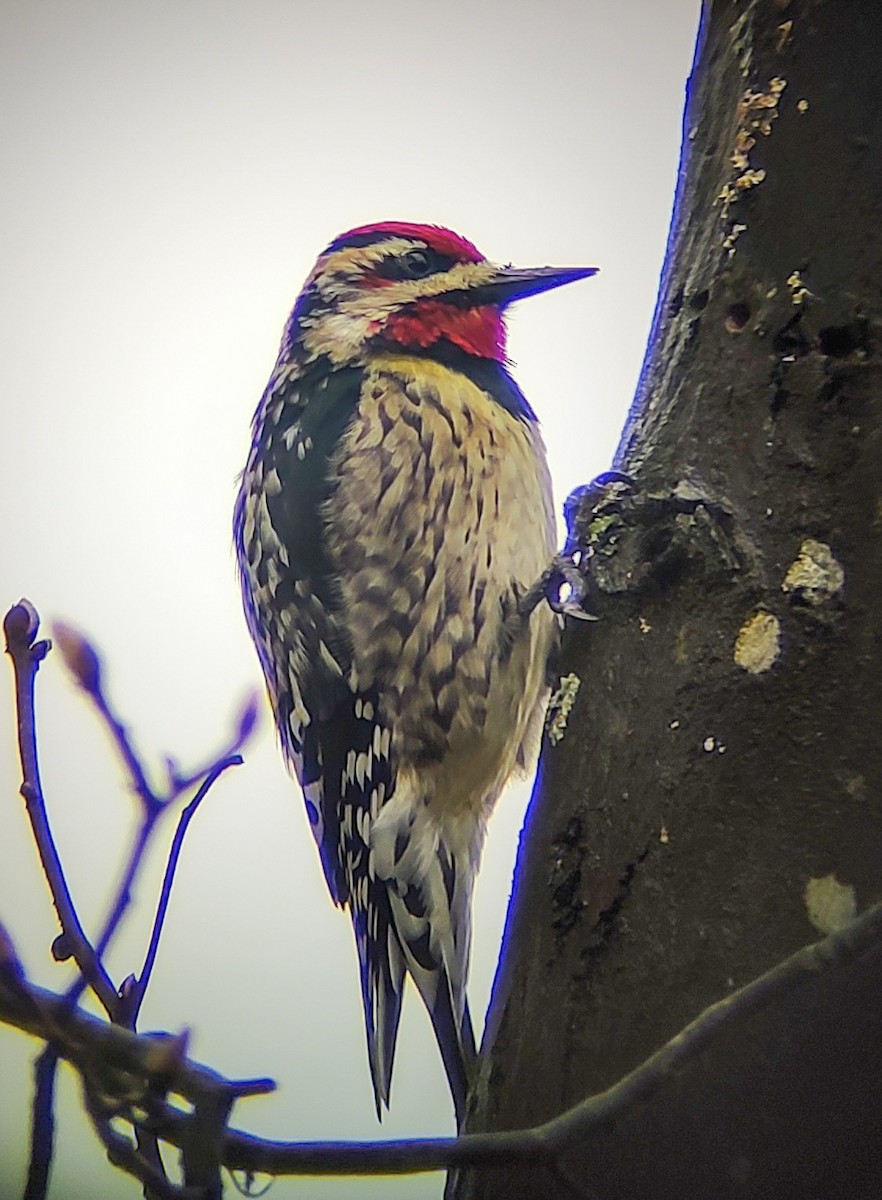 Yellow-bellied Sapsucker - ML633589019