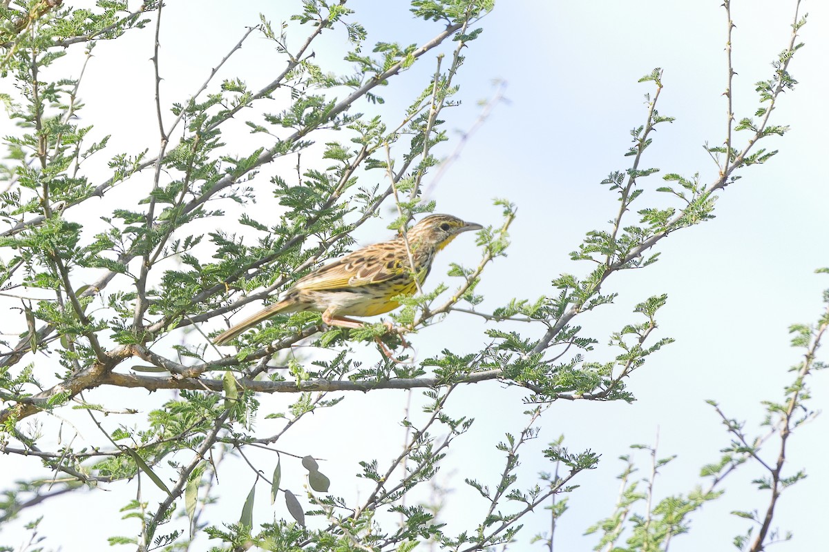 Pangani Longclaw - ML633589214