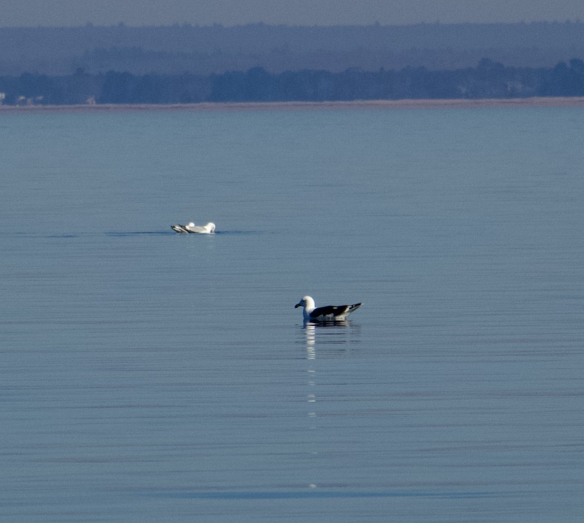Great Black-backed Gull - ML633589336