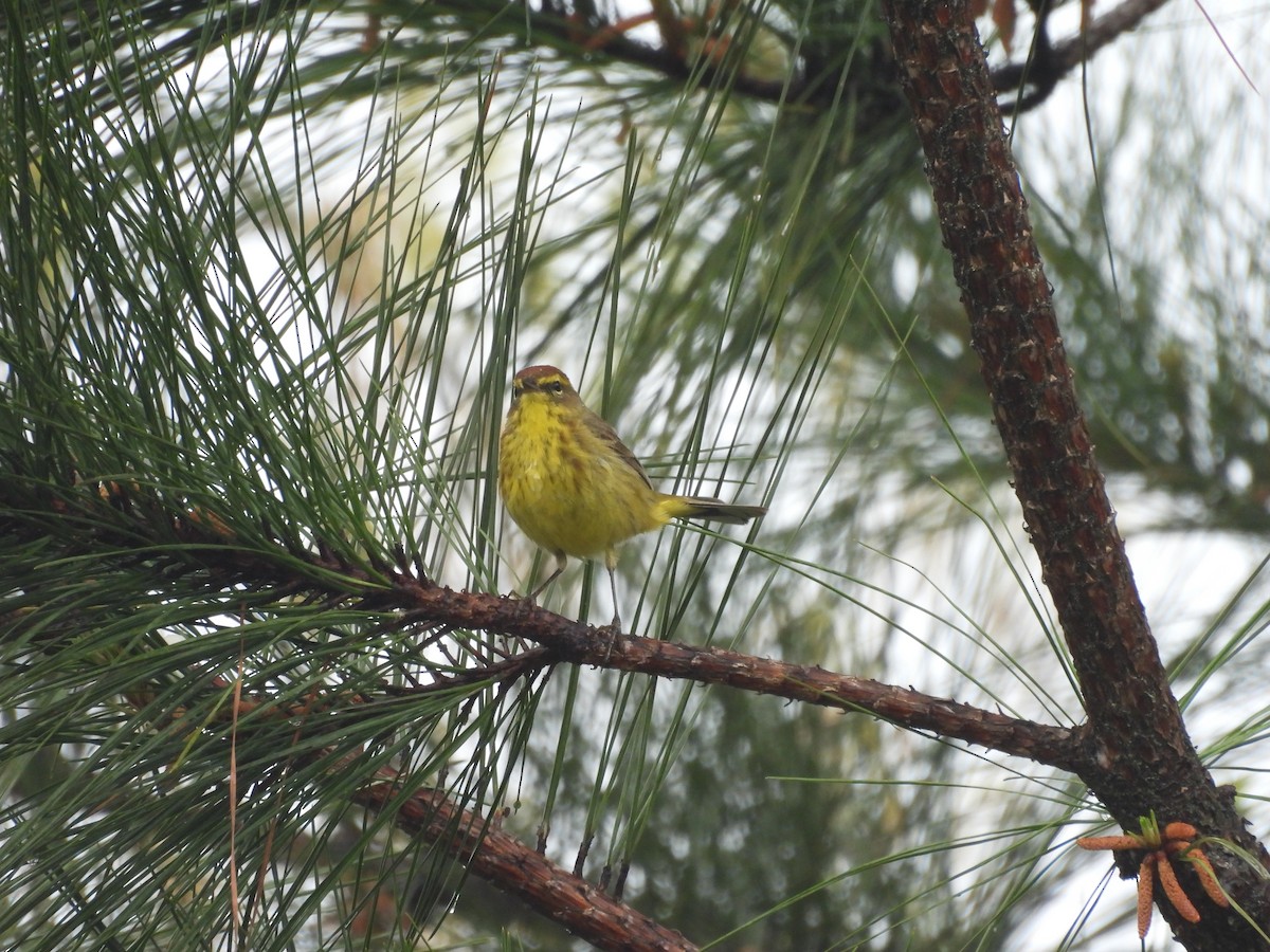 Palm Warbler - ML633589367